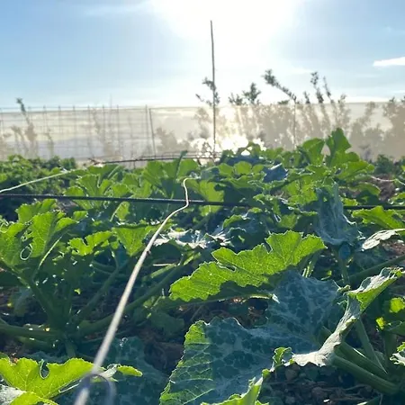 Gaia La Segunda Guía de Isora