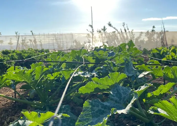 Gaia La Segunda Guía de Isora