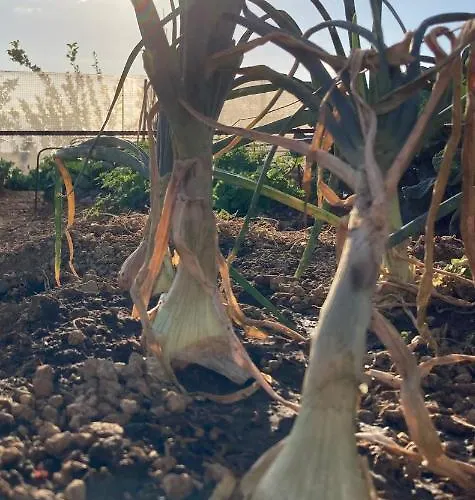 Gaia La Segunda Εξοχικό σπίτι Guía de Isora