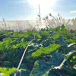 Gaia La Segunda Guía de Isora