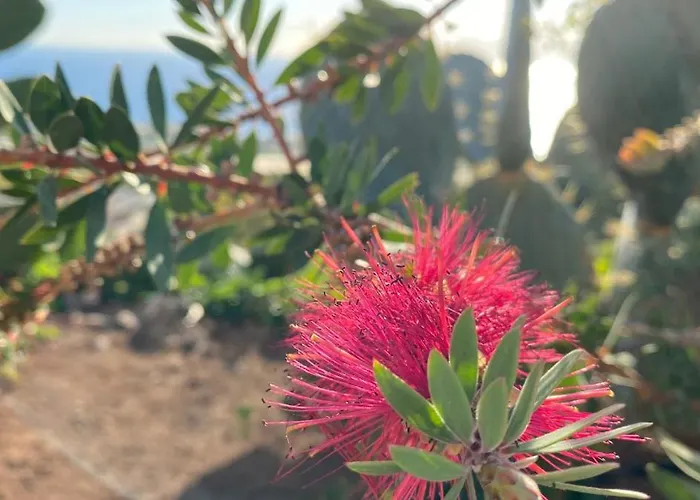 Gaia La Segunda Guia de Isora (Tenerife)