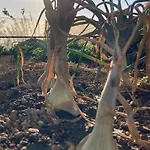 Gaia La Segunda Εξοχικό σπίτι Guía de Isora