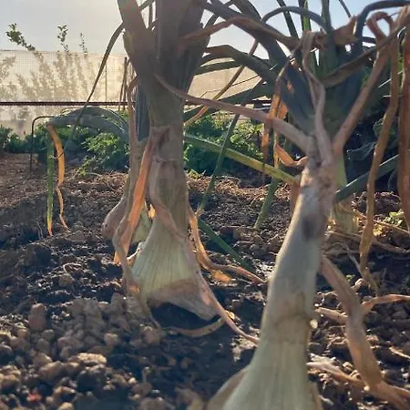 Gaia La Segunda Séjour à la campagne Guía de Isora