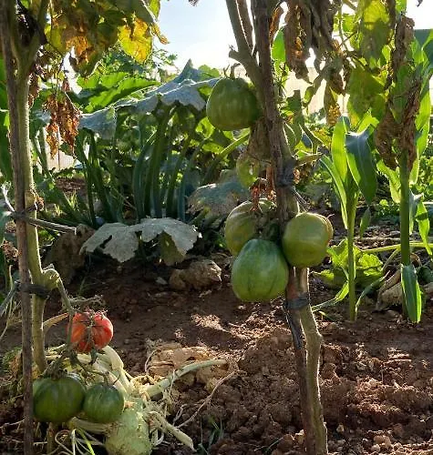 Casa di campagna Gaia La Segunda Guía de Isora